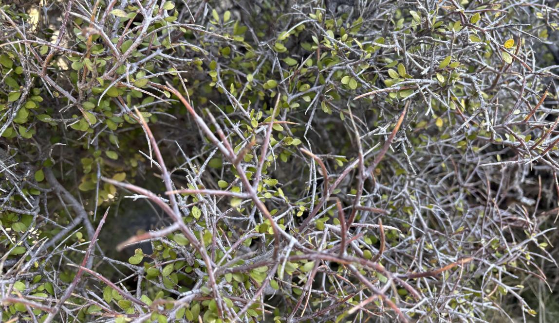 A close-up photo of a mānuka bush