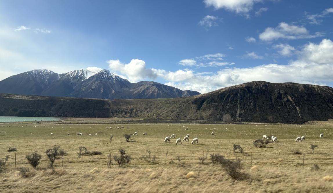 A photo taken from the bus of sheep and large mountains behind.