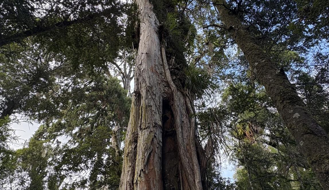 A massive rātā tree.