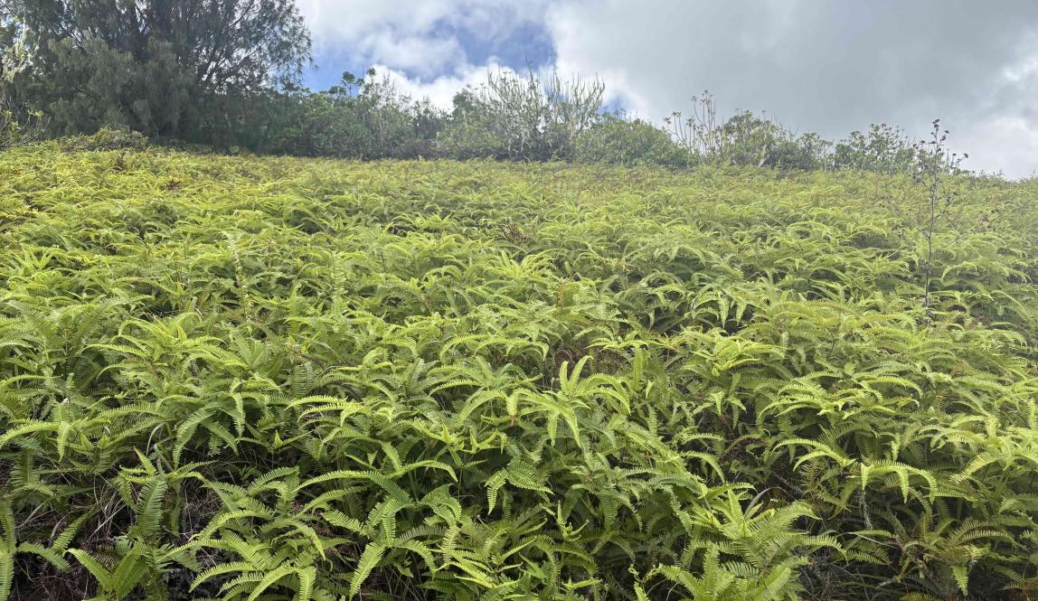 A large bed of ferns.