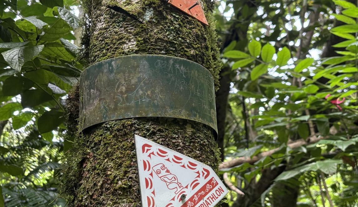 Hike trail markers on a tree.