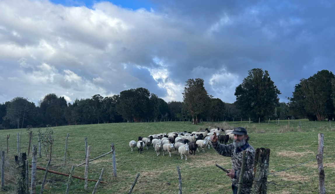 A landscape view of Don Luis with his sheeps