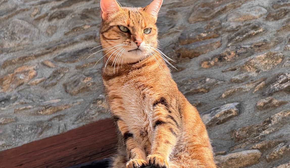Cat from Andorra