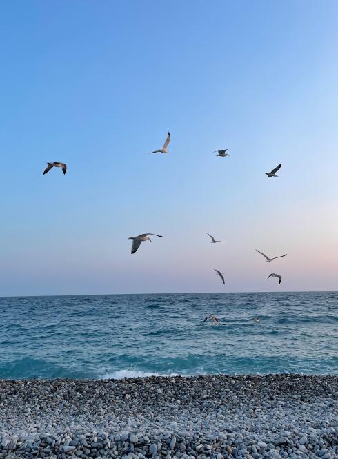 seagulls flying around the beach in Nice at sunset