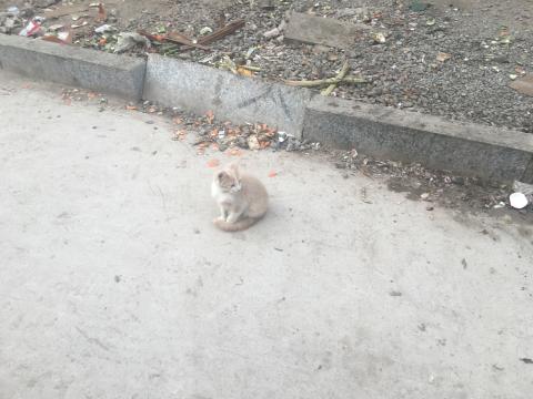 kitten sits on the side of a dusty road