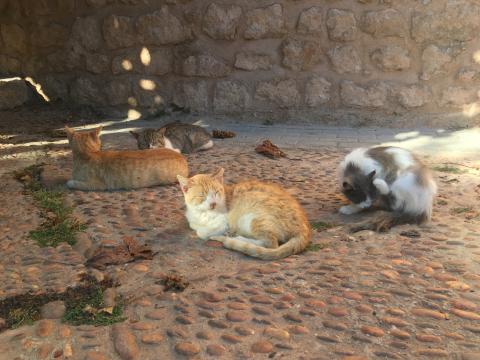 Cats lounge in the shade