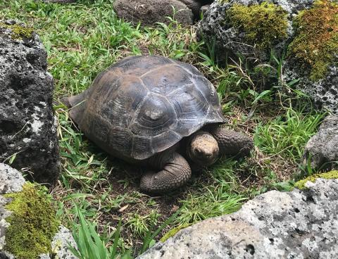 Juvenile Galapagos Tortoise on Isla Floreana. 