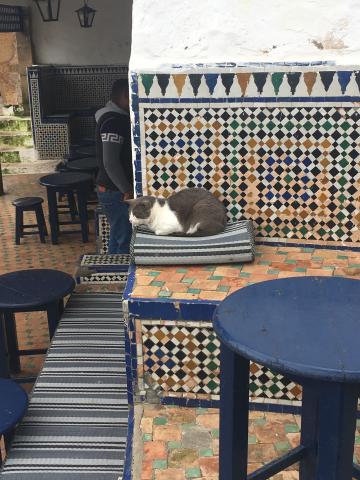 Cat on a cushion in a café
