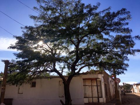 a tree in San Pedro de Atacama