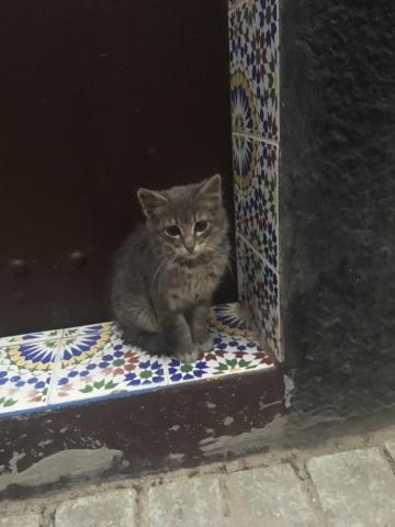 Tiny gray kitten in a doorway