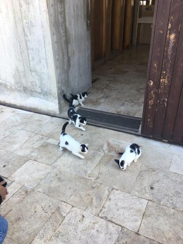 A herd of black and white kittens