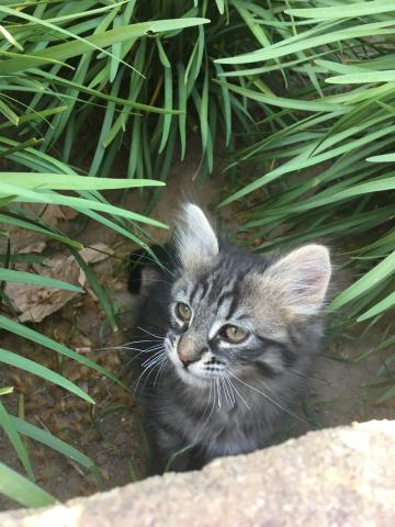 Kitten hiding in a garden