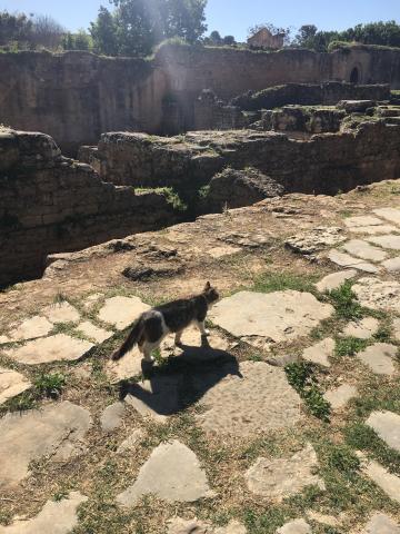 Cat among ancient ruins