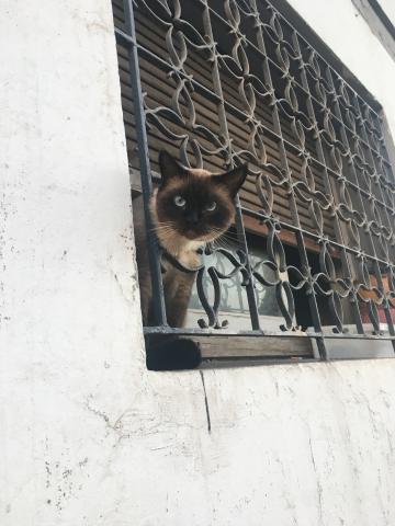 A Siamese cat looks out of a window
