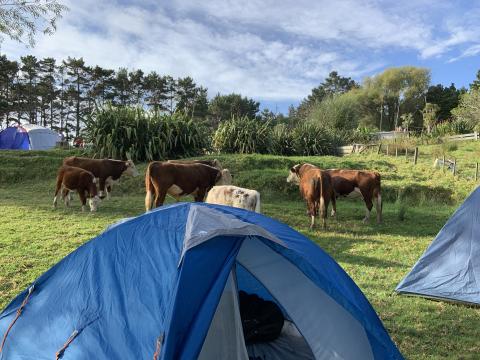 Cows by tent