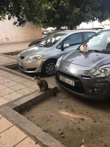 Cats in a parking lot, on cars, making themselves at home