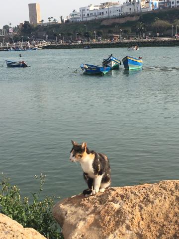 A cat overlooks the Bouregreg River