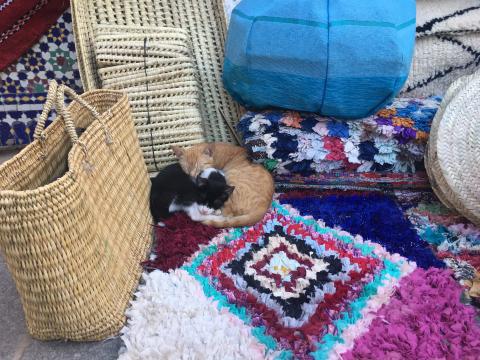 two small cats curled up at the rug seller's