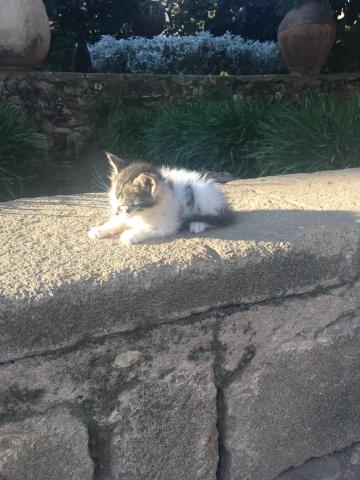 A kitten on the wall in the sun