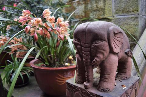 Elephants and Flowers
