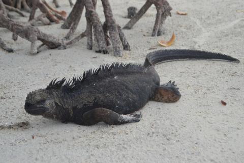 black iguana on a sandy beach