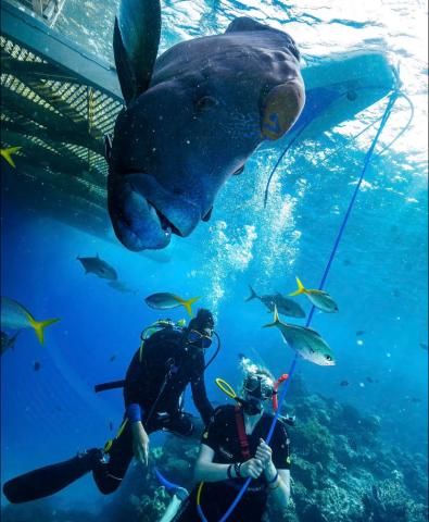 students scuba diving in Australia with a big fish