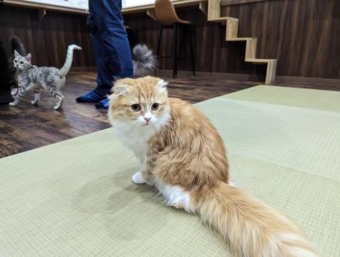 another one of the cats in the cat cafe