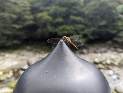 a picture of a dragonfly sitting on a post