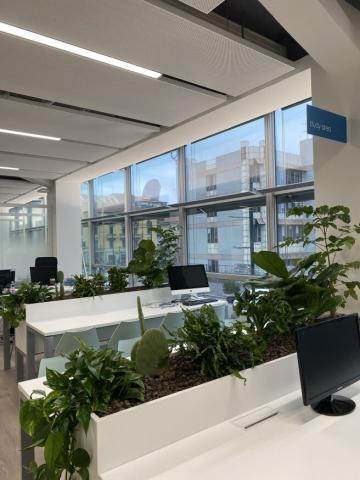 Plants on white desks