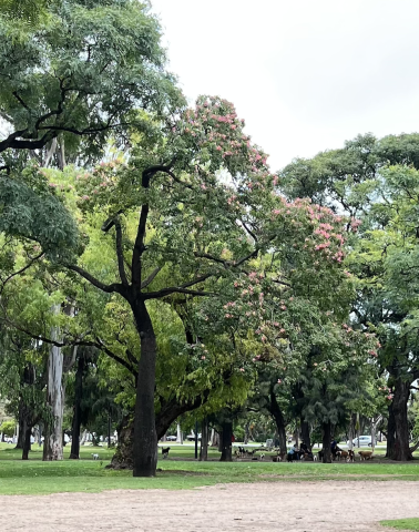 Dogs at a nearby park