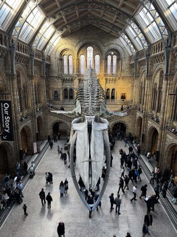 Big Skeleton Inside Museum