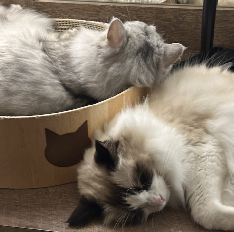 Two sleeping cats, one in a basket turned away