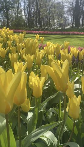Yellow flowers in Keukenhof Garden