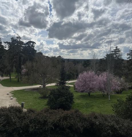 The beautiful view of trees and skyline that accompanies my daily walk through Parque del Oeste to class.