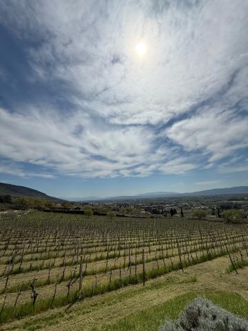 The vineyard overlooking the Umbrian countryside