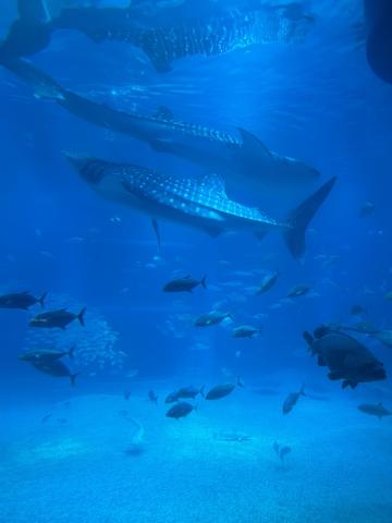 The Pacific Tank at Osaka Aquarium
