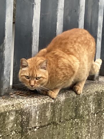 A big orange cat scowling in front of a fence