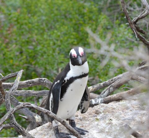 An African penguin pictured at Boulder's Beach