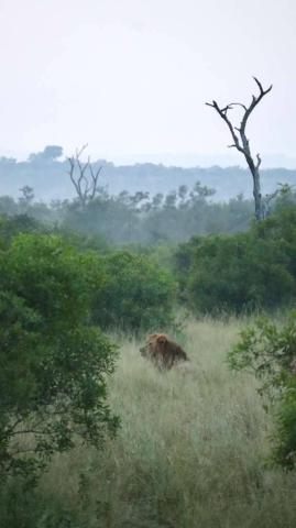 A lion resting in the bush