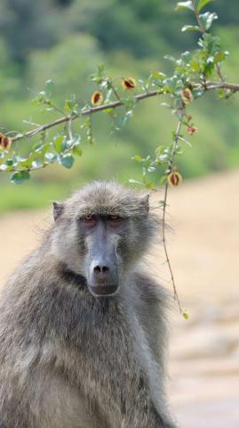 Baboon close-up portrait