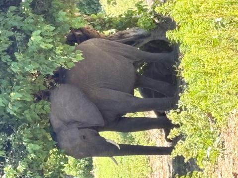A female elephant and her baby enjoying the shade 