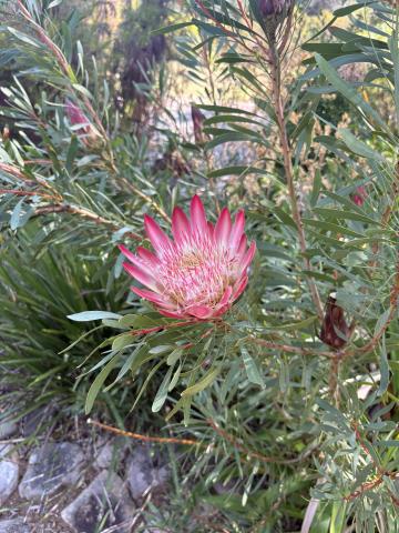 South Africa's national flower, King Protea
