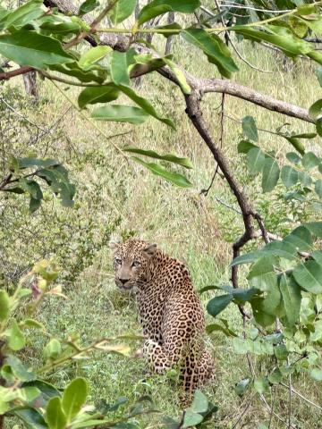 A gorgeous leopard peeking at us through the trees