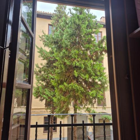 A tree through two French doors, with rain in the background.