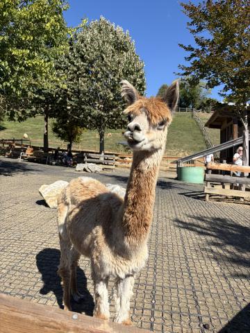 A fluffy, wheat-colored llama stands in an empty space. There are trees and a barn in the background.