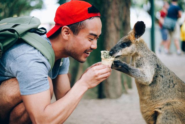 a student feeds a wallaby snacks at a zoo in Sydney
