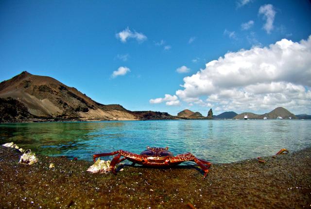 a crab near the beach on Barolome Island