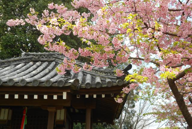 cherry blossom tree hanging over temple