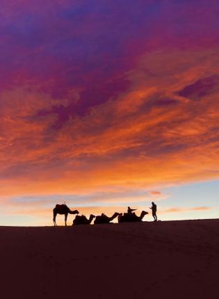 camels silhouetted against the sunset in the Sahara desert