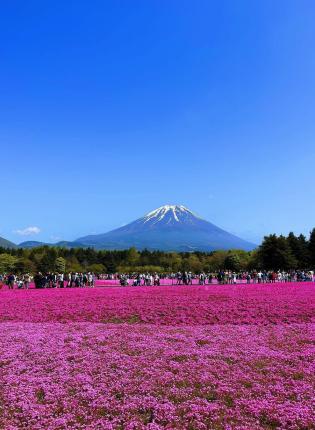 Mt. Fuji in the background with a field of pink flowers in the foreground.